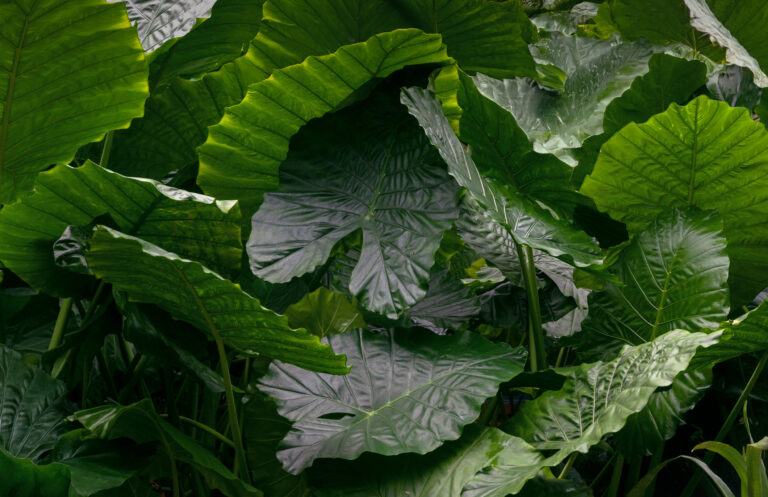 Alocasia jungle large group leaves