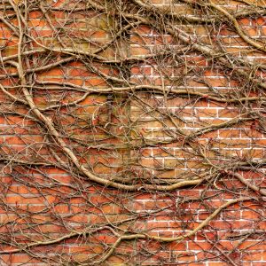 Brick wall overgrown by roots and branches
