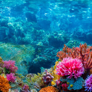 Colourful coral tropical ocean sea background