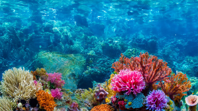 Colourful coral tropical ocean sea background