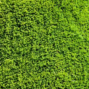 Conifer bush backdrop