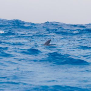 Dolphin curved trailing edge dorsal fin out the water