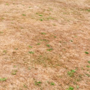 Dried burnt yellow grass and weeds