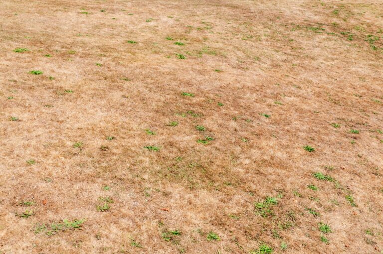 Dried burnt yellow grass and weeds