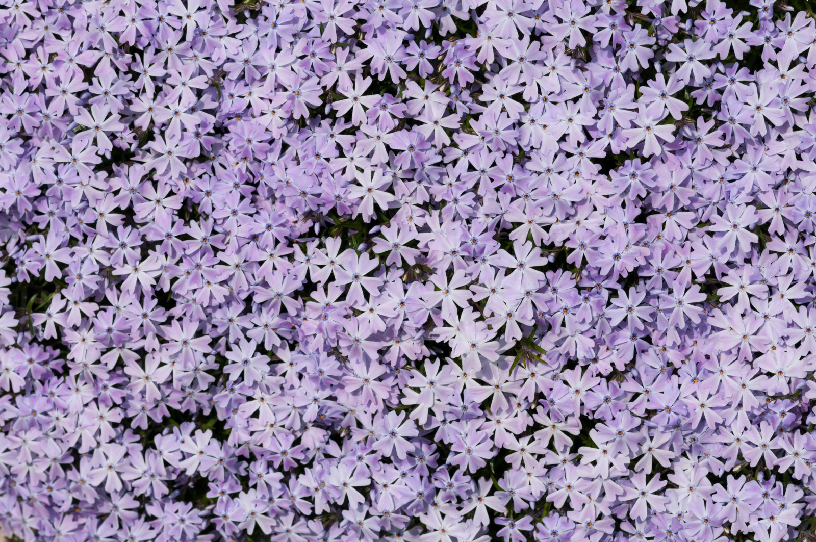 Flower Bed Texture Phlox Subulata PatternPictures