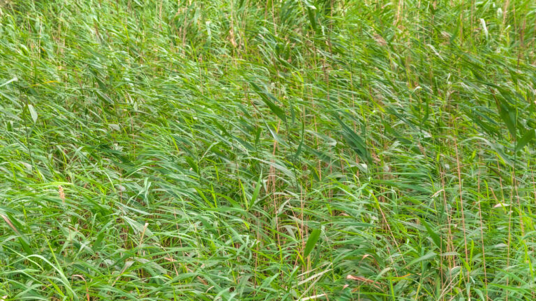 Full-screen green reeds along the water's edge