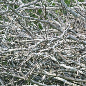 Grey branches texture