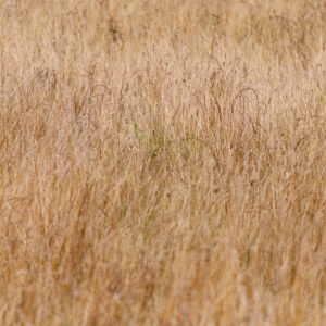 High dry grass field gladiator background