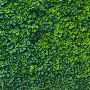 Leafy green background