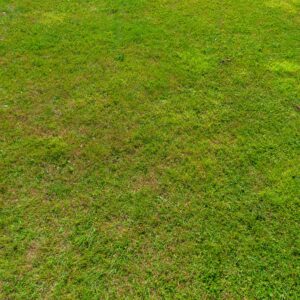 Look at the green lawn texture