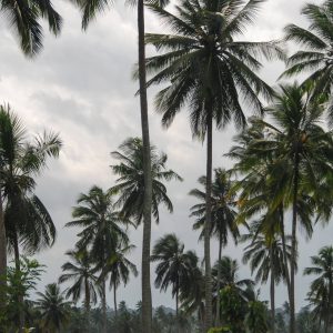Black and White Palmtrees
