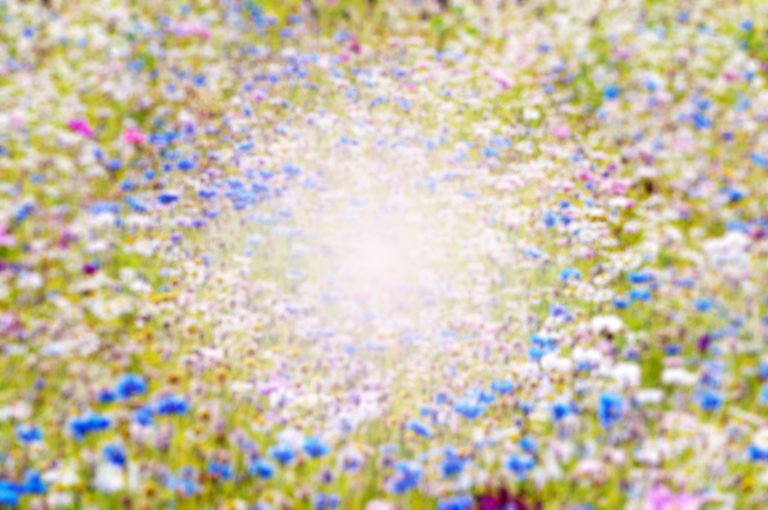 Spring flower field bokeh blur out of focus background with space in the middle