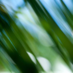 Sunny beach leaves bokeh blur