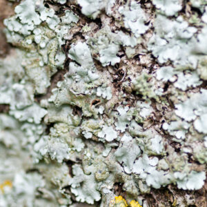 Tree fungus close-up macro pattern