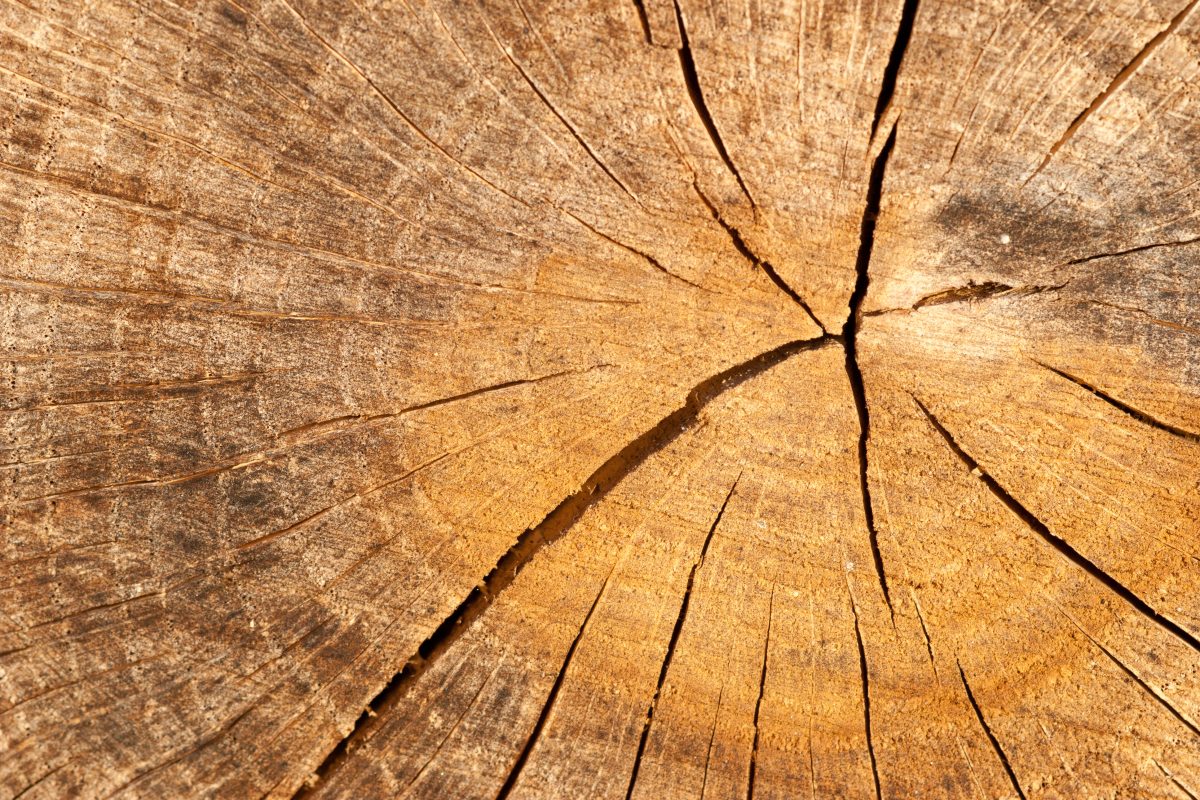 Chinese Trees Evening Sunset - PatternPictures