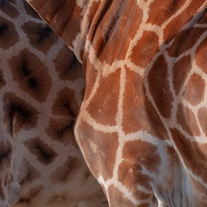 Giraffe pattern differences