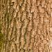Branch tree bark texture