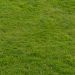Grass field texture